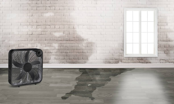 Best Water damage restoration near me  in Wright, FL
